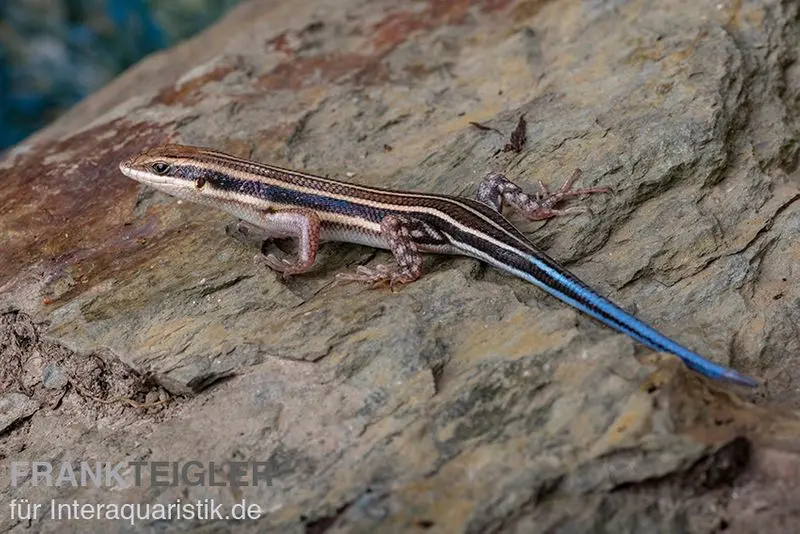 Scinque à cinq raies, Trachylepis quinquetaeniata