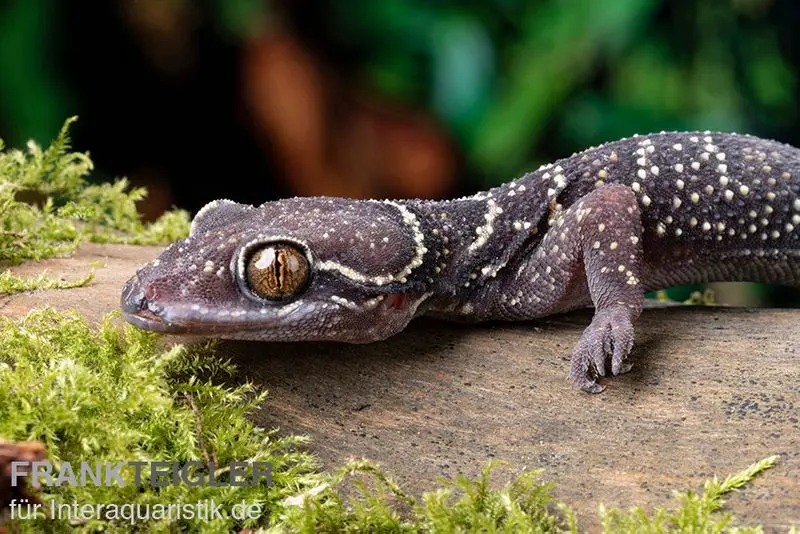 Gecko à doigts foliacés annelé, Hemidactylus fasciatus