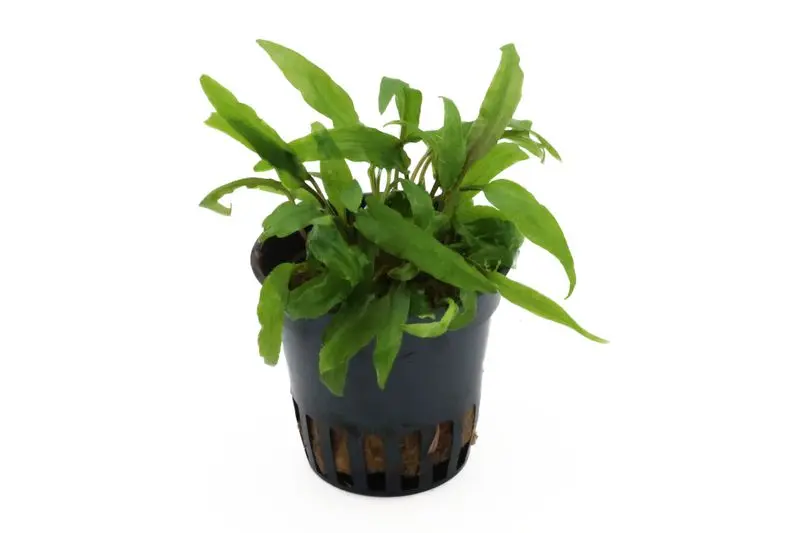 Calice d’eau vert foncé, Cryptocoryne walkeri (lutea), en pot