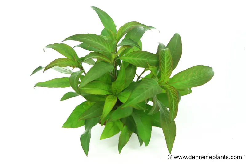 Hygrophila géante à feuilles de cerisier, Hygrophila corymbosa « Stricta », en pot