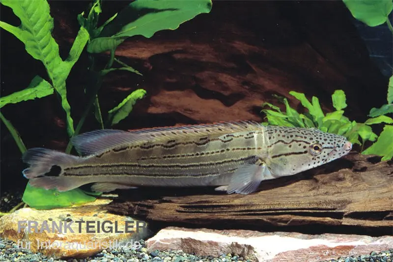 Cichlidé peigne rayé, Crenicichla strigata