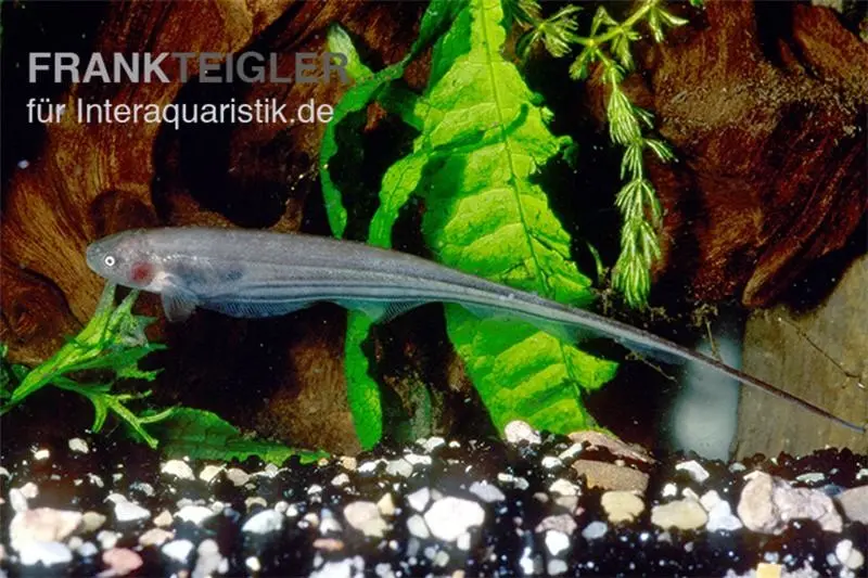 Couteau vert, Eigenmannia virescens