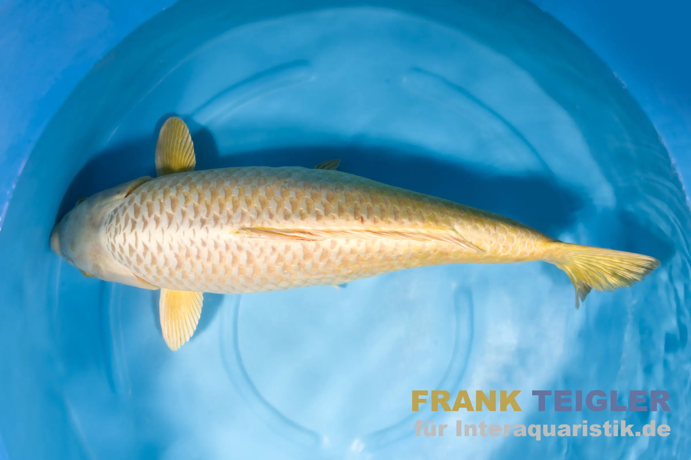 Koi japonais Marudo Mukashi, Cyprinus carpio, 15-17 cm