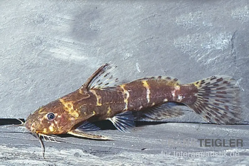 Silure à barbillons plumeux nain, Microsynodontis batesii
