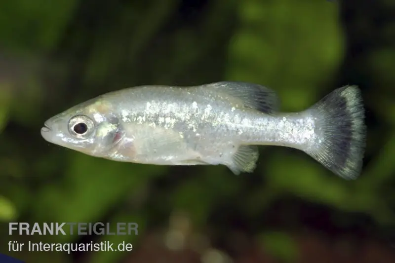 Goodeidé du haut plateau d’Ameca, Ameca splendens, 3-6 cm élevage allemand