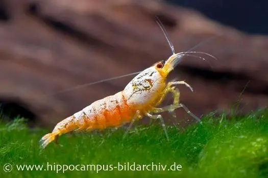 Crevette Bee Golden Snow White, Caridina logemanni