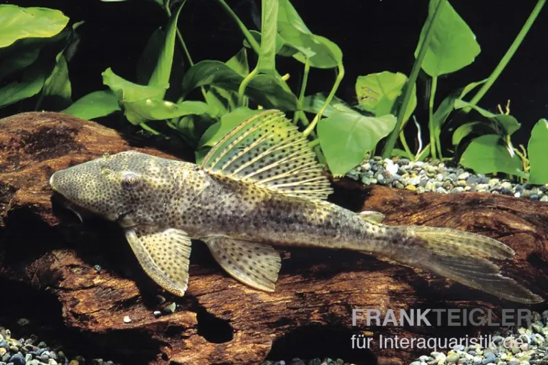 Silure L 116, pléco à queue delta, Hypostomus cf. emarginatus