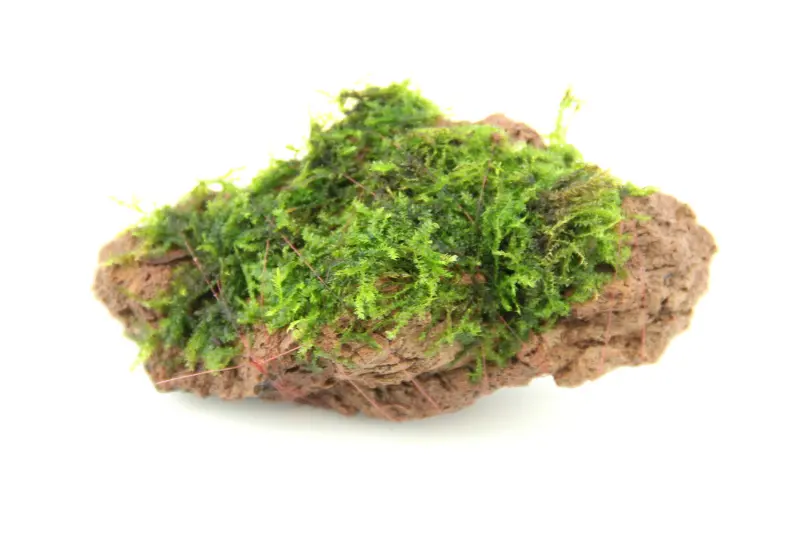 Pierre à mousse avec Vesicularia sp., env. 10 x 7 x 5 cm
