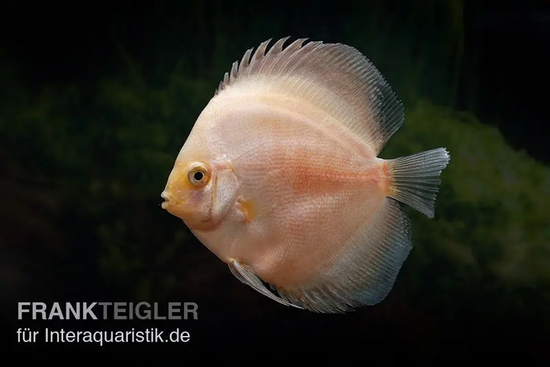 Discus élevage asiatique, Symphysodon discus White Diamond
