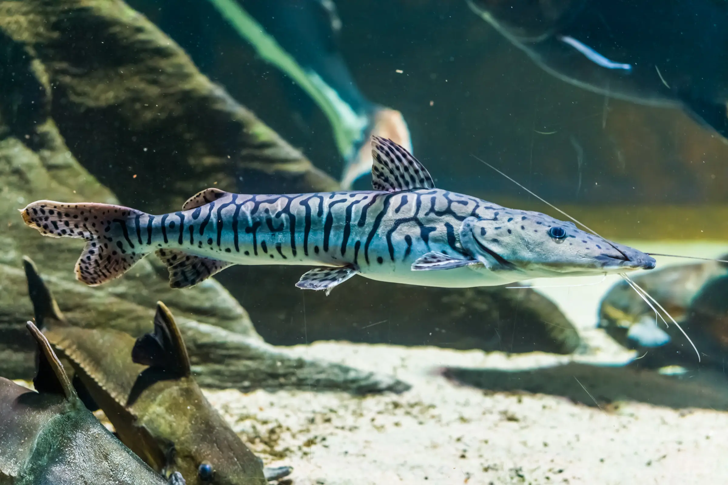 Silure spatule tigre, Pseudoplatystoma tigrinum