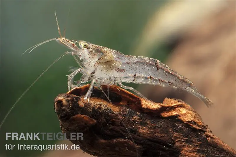 Petite crevette mangeuse d’algues, Neocaridina davidi