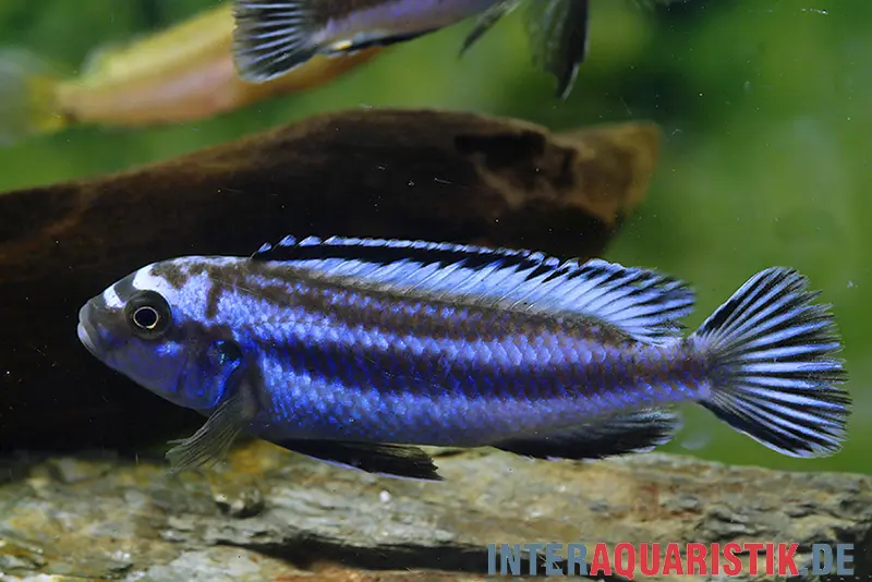 Cichlidé cobalt-orange, Melanochromis johannii, DNZ (élevage allemand)
