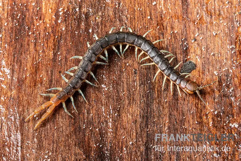Mille-pattes aux pattes bleues, Scolopendra cf. valida « Blue Legs Westafrica »