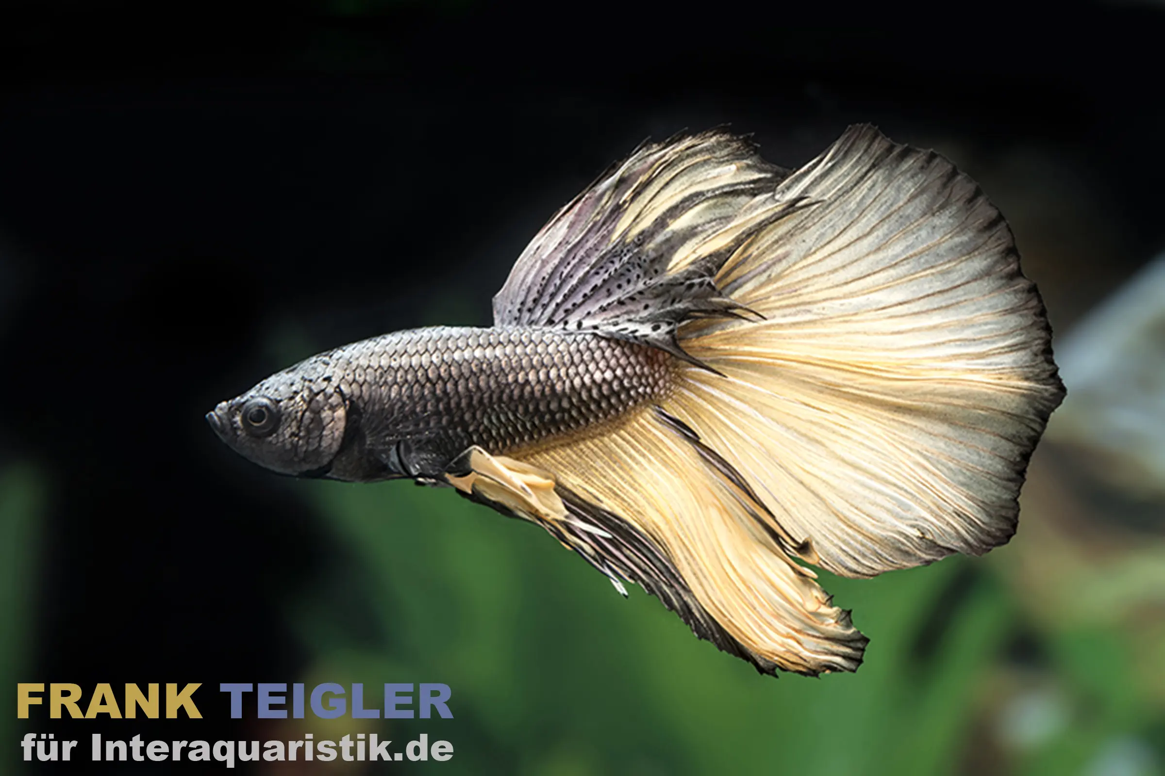Combattant Halfmoon Black Orchid, mâle, Betta splendens