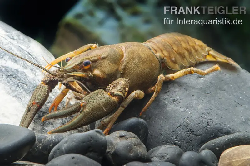 Écrevisse à pattes rouges européenne, Astacus astacus (eau froide)