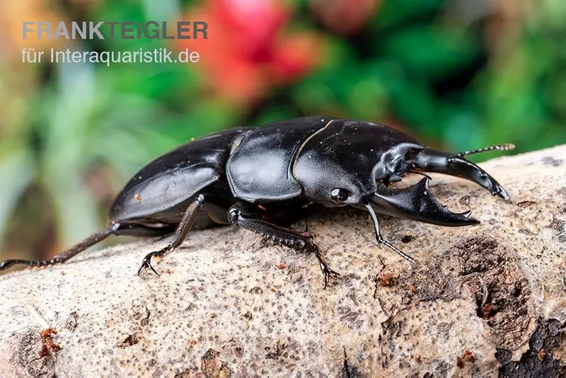 Lucane, Dorcus alcides, mixte