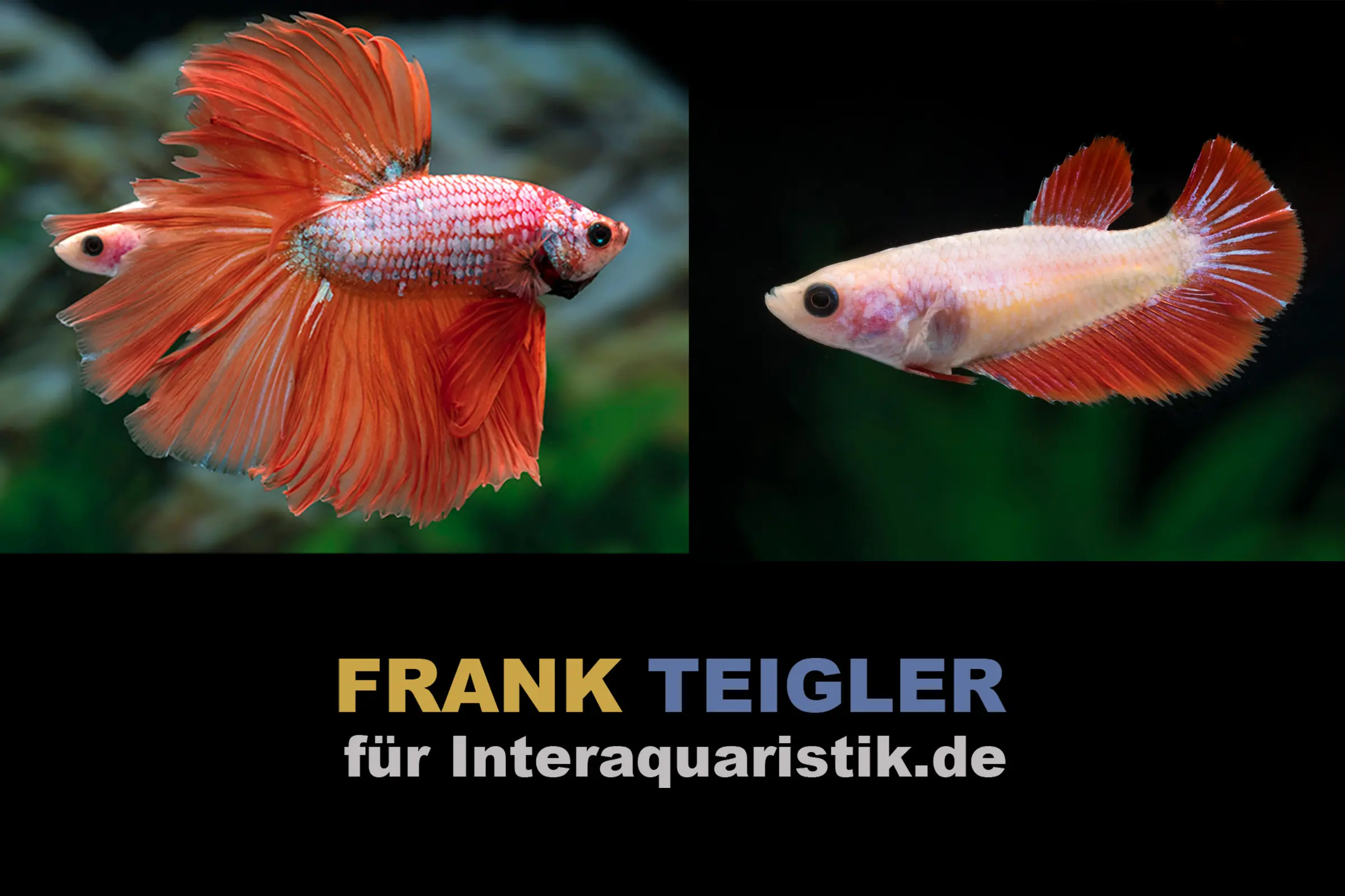 Couple : combattant Halfmoon Dragon Red, Betta splendens