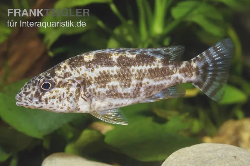 Incubateur buccal tacheté, Nimbochromis polystigma