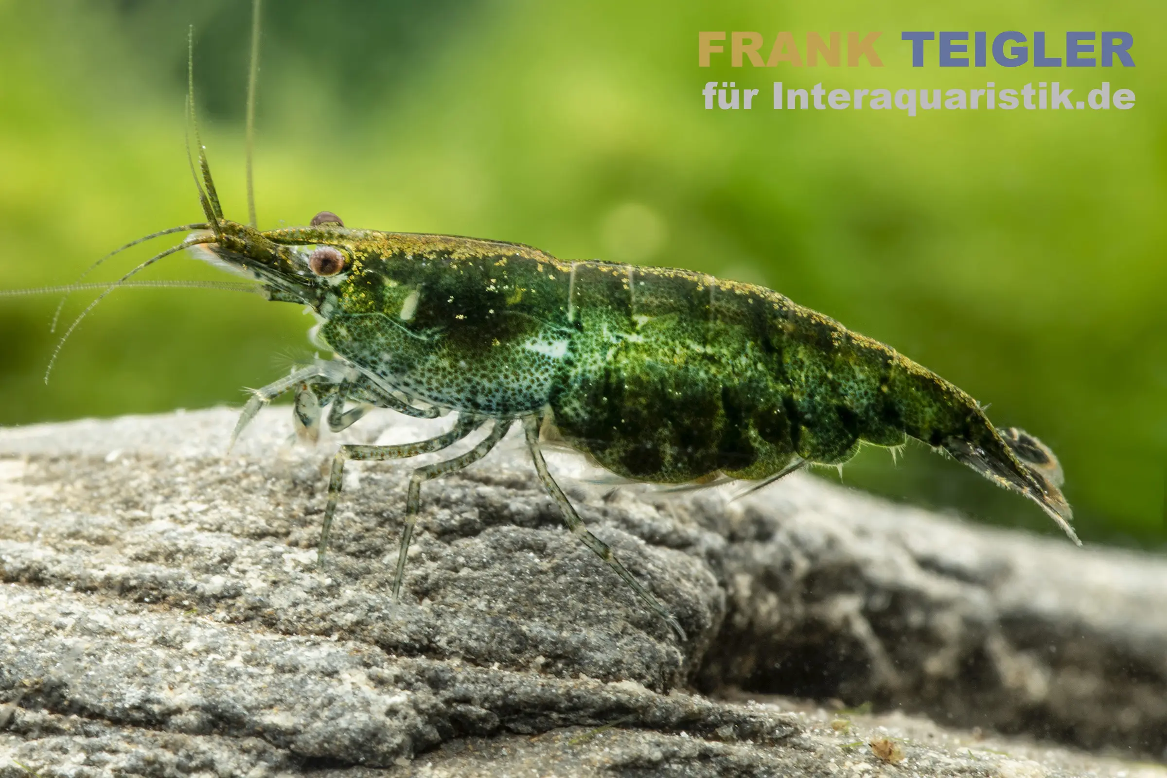 Crevette Green Jade Neon, Neocaridina davidi
