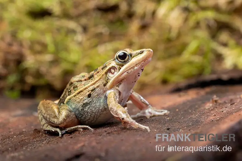 Grenouille des herbes rayée, Ptychadena porosissima