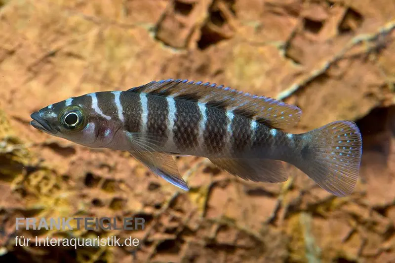 Cichlidé du Tanganyika rayé, Neolamprologus cylindricus
