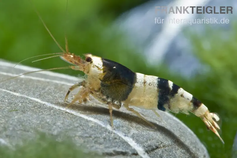 Crevette abeille noire, Caridina logemanni