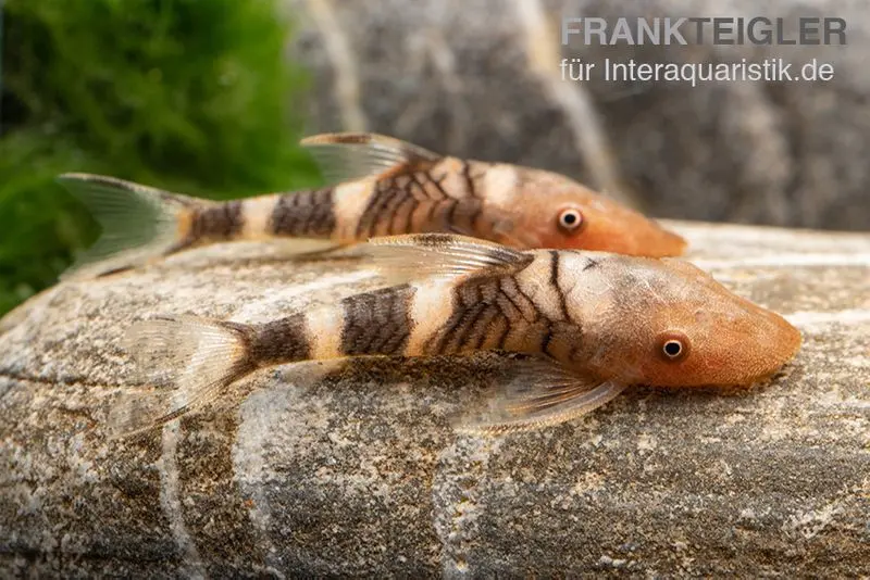 Orange-Otocinclus, Nannoptoma spec. orange
