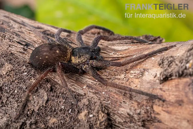 Araignée-crabe géante, Heteropoda sp. Indonésie 01