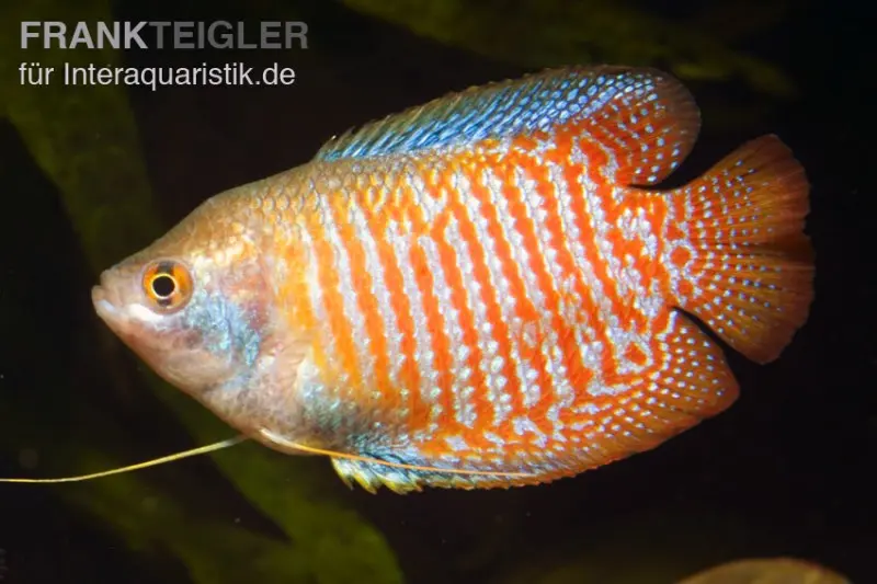 Gourami nain de coloration naturelle, Colisa lalia (Trichogaster lalius)