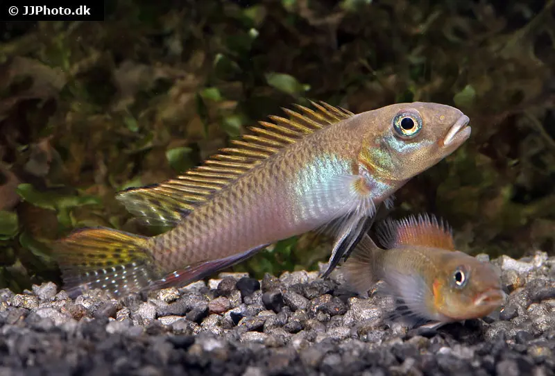 Cichlidé nain brillant, Nanochromis splendens, 1 couple