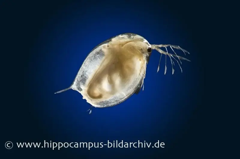 Nourriture vivante daphnies en sachet portion, 90 ml « Daphnia »