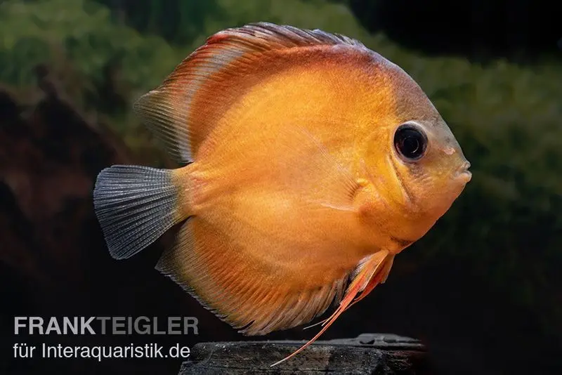 Discus élevage asiatique, Symphysodon discus Rose Red