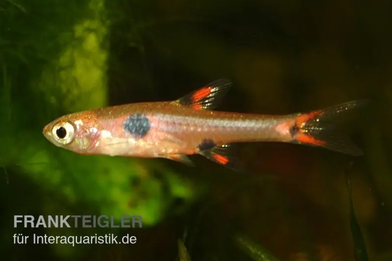 Rasbora nain, Boraras maculatus