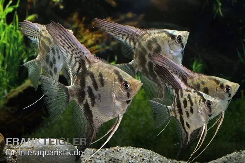 Scalaire clown, Pterophyllum scalare