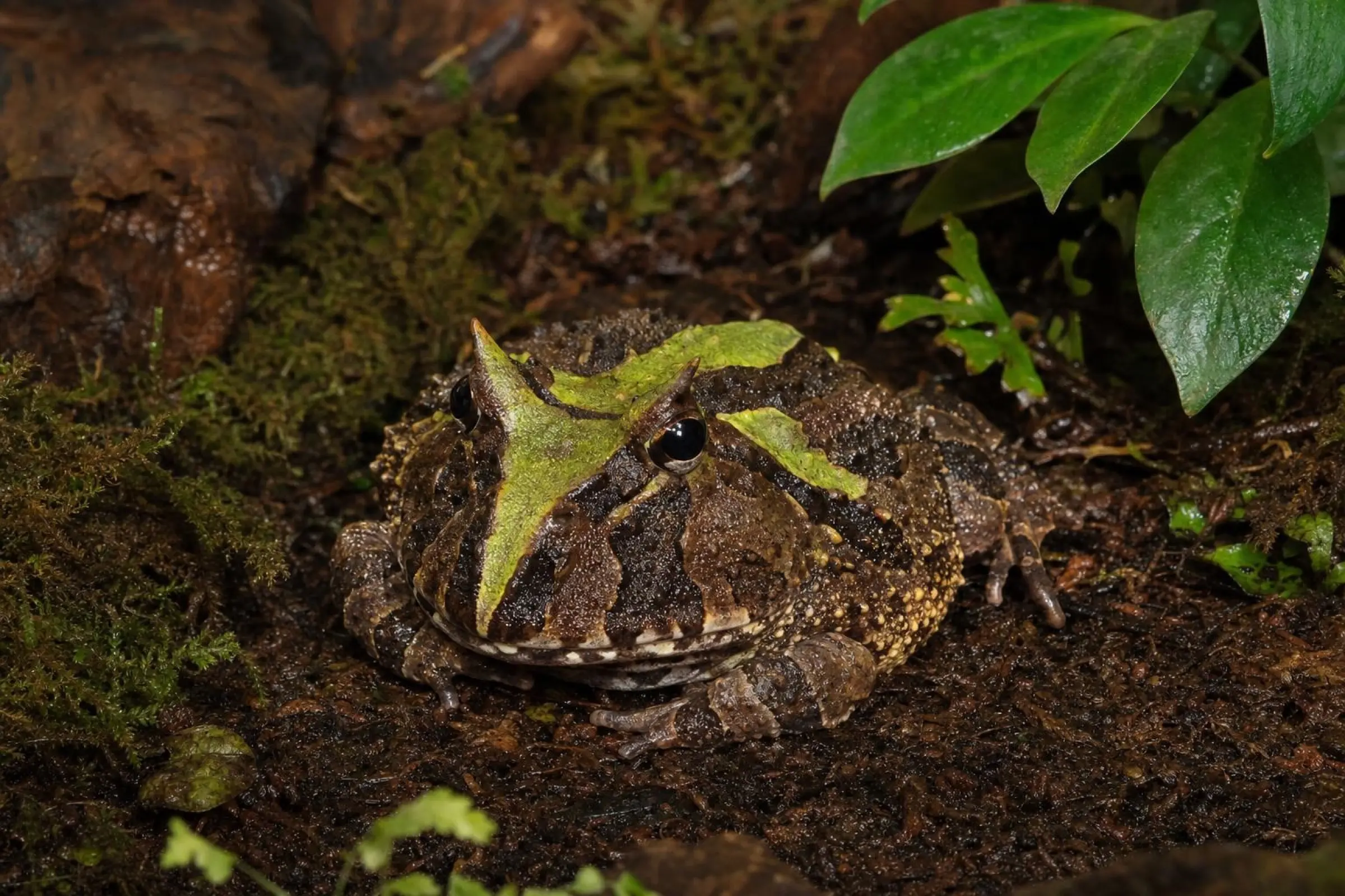 Grenouille cornue du Surinam « Surinam Brown », Ceratophrys cornuta