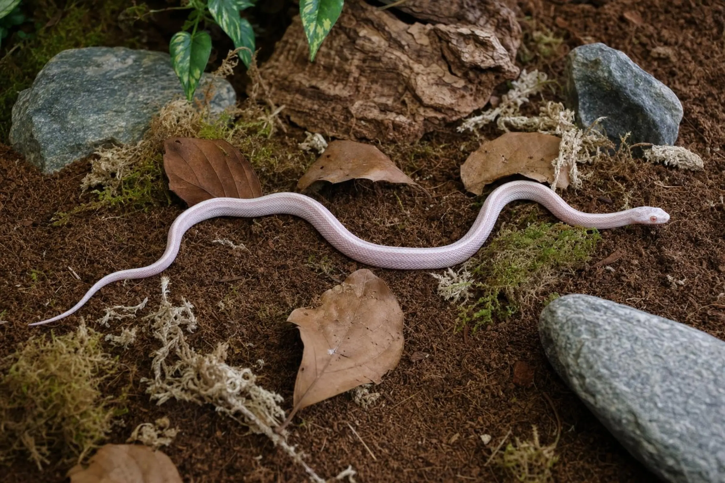 Couleuvre des blés Snow-Toffee-Motley-Stripe, Pantherophis guttatus