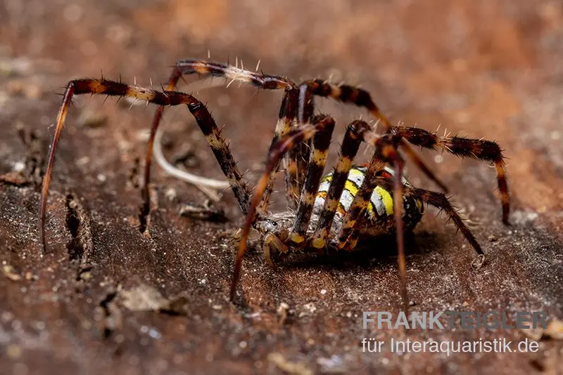 Argiope multicolore, Argiope versicolor