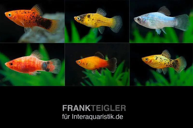 Platy mélange de couleurs, Xiphophorus maculatus