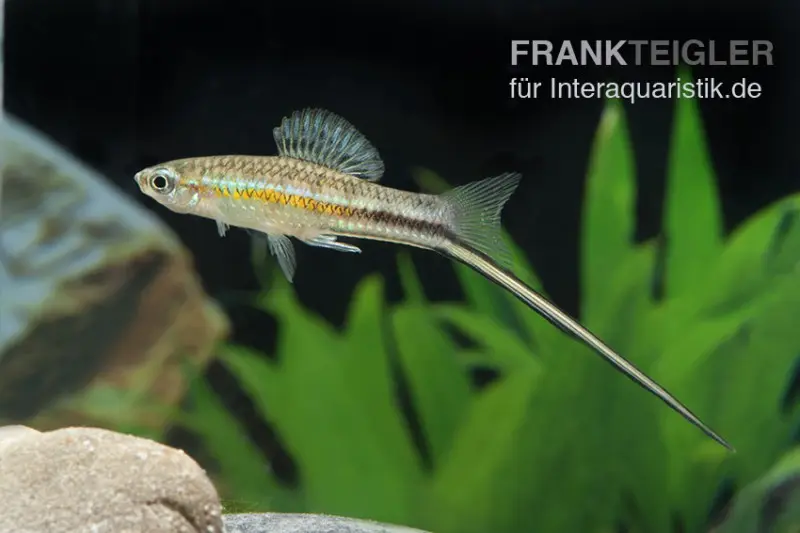 Porte-épée de Montezuma, Xiphophorus montezumae