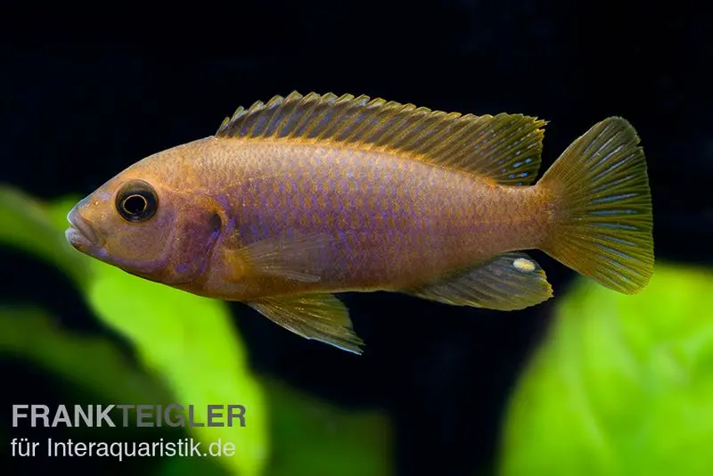 Incubateur buccal rouille, Iodotropheus sprengerae red, issu d’élevage, 4-6 cm