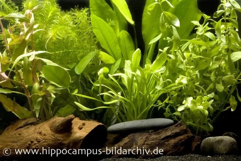 Kit de démarrage de plantes d’aquarium pour aquarium de 60 cm, set de plantes d’aquarium