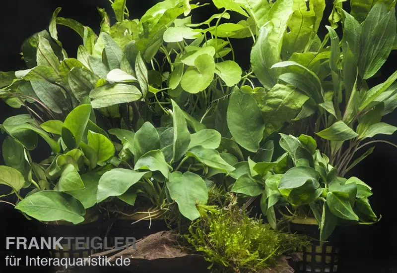 Assortiment de plantes d’aquarium « Ombre » pour aquarium de 100-120 cm, set de plantes d’aquarium