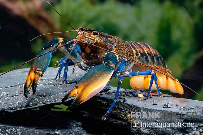 Écrevisse bleu foncé variété III, Cherax sp. « Blue Moon Type III »