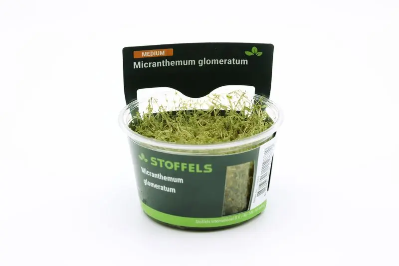 Micranthème américain, Micranthemum glomeratum, In Vitro