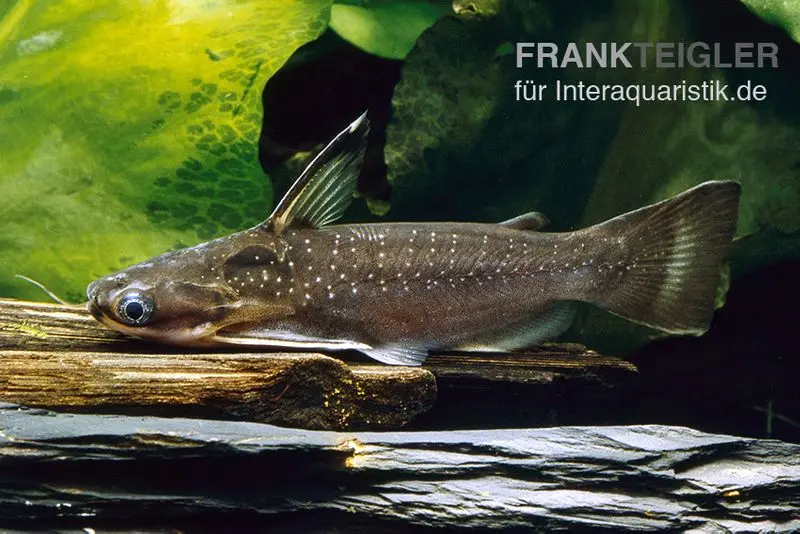 Silure de minuit, Auchenipterichthys thoracatus