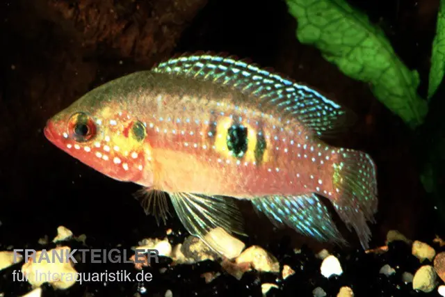 Cichlidé joyau des forêts, Hemichromis cristatus