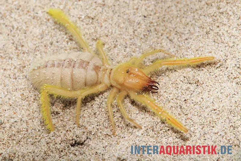 Solifuge, Galeodes sp.