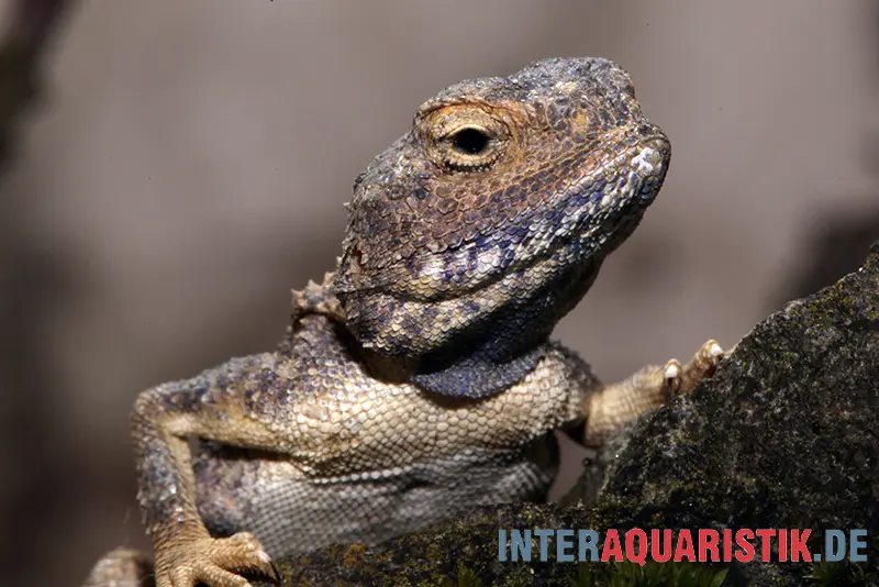 Agame pâle du désert, Trapelus pallidus