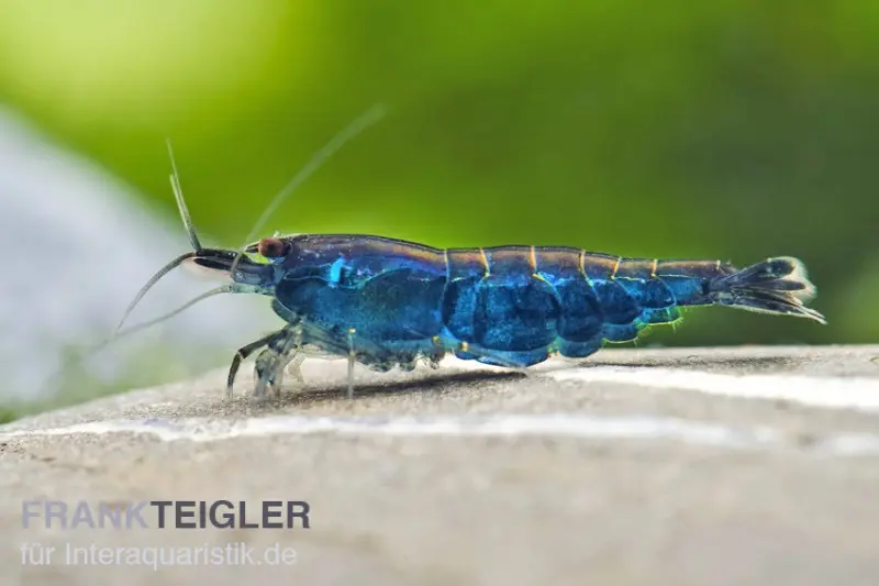 Crevette Blue Diamond, Neocaridina davidi « Blue Diamond »