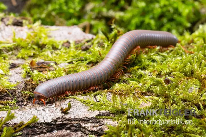 Mille-pattes argenté, Aulacobolus unicatus « Silver »